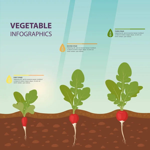 Infográficos de rabanete com estágios de crescimento — Vetor de Stock