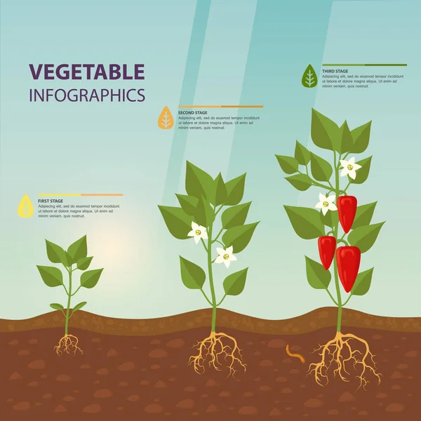 Sweet red bell pepper infographic template — Stock Vector