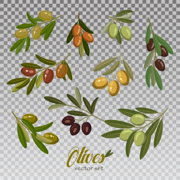 Olive branches with foliage and berries — Stock Vector