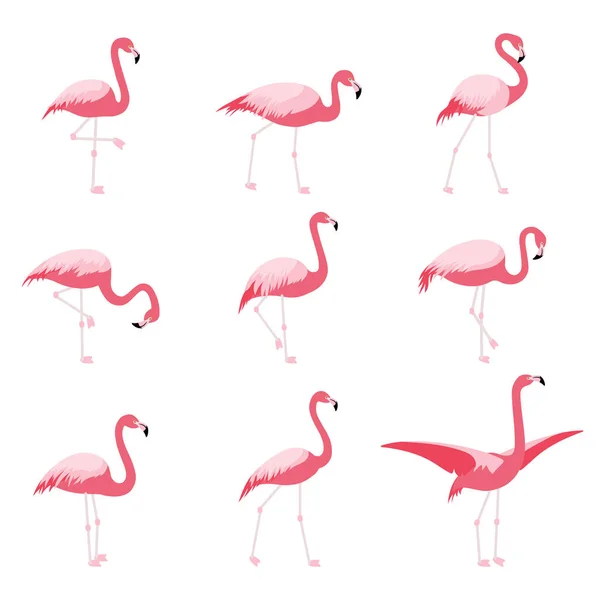 Conjunto de flamencos rosados aislados, flamenco tropical — Vector de stock