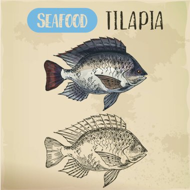 Tilapia or cichlid fish sketch for restaurant menu clipart