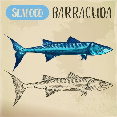 Kroki ray kanatlı Barracuda, sphyraena