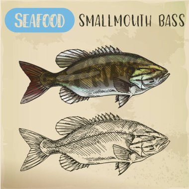 Kroki smallmouth veya kahverengi, bronz bas, smallie veya eyersiz, bronzeback. El restoran menü için tatlı su tür balık çekilmiş. Catch ve balıkçılık, deniz ve okyanus, nehir ve deniz, gıda Tema