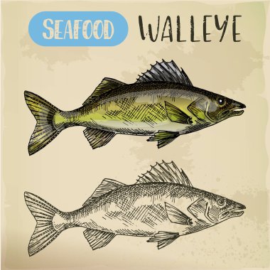 Sketch of walleye or perciform fish, pickerel clipart