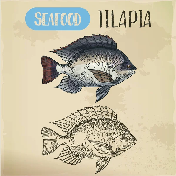 Details 125+ tilapia sketch latest in.eteachers
