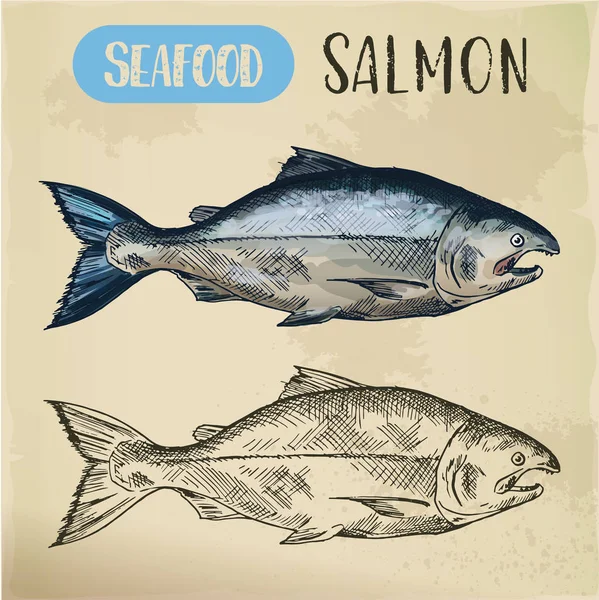 Esbozo de pescado salmón. Marisco dibujado a mano para menú — Vector de stock
