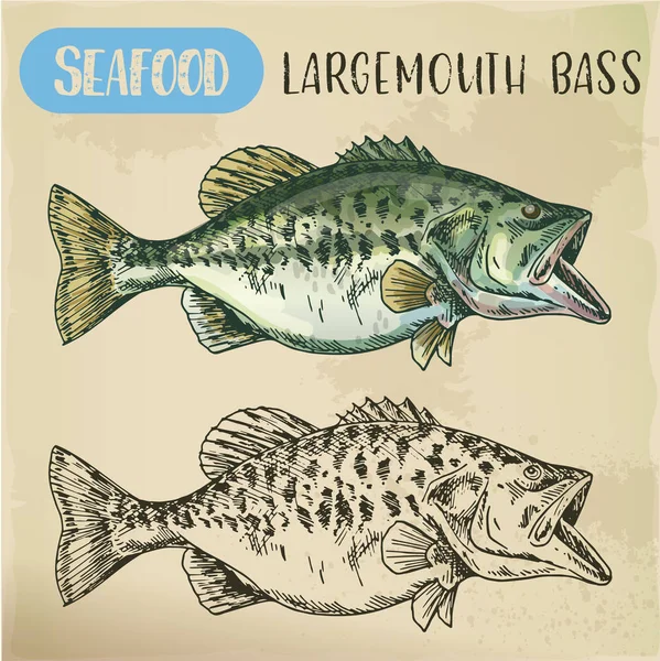 Hand getrokken largemouth bass of gamefish — Stockvector