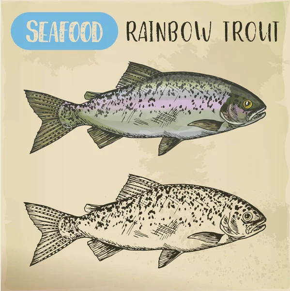 Bosquejo de trucha arco iris o pescado de banda roja costero — Vector de stock