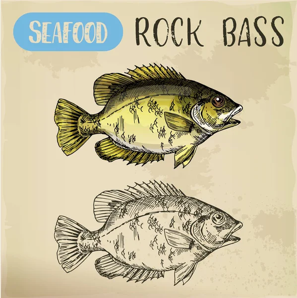 Rock bass or goggle-eye perch sketch — Stock Vector