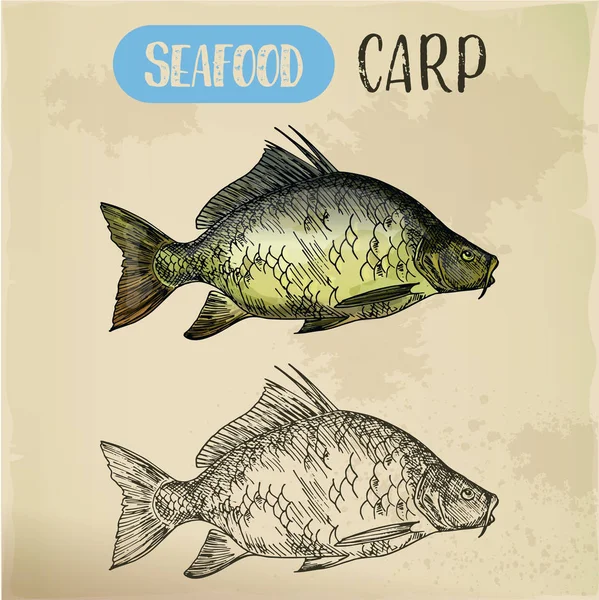 Esbozo de carpa común. Peces del río — Vector de stock