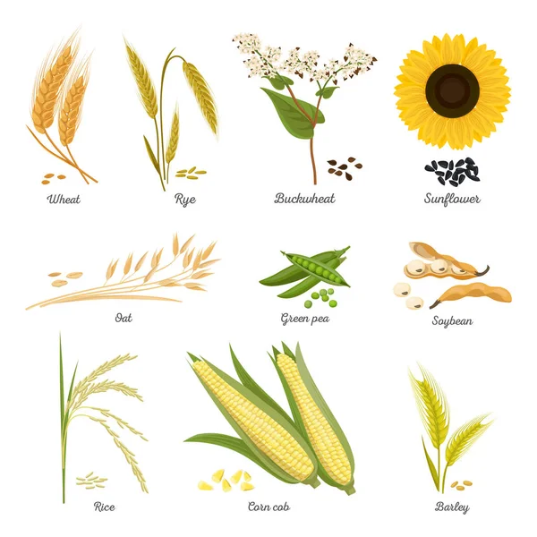 Stems of wheat and rye, sunflower and pea food — Stock Vector