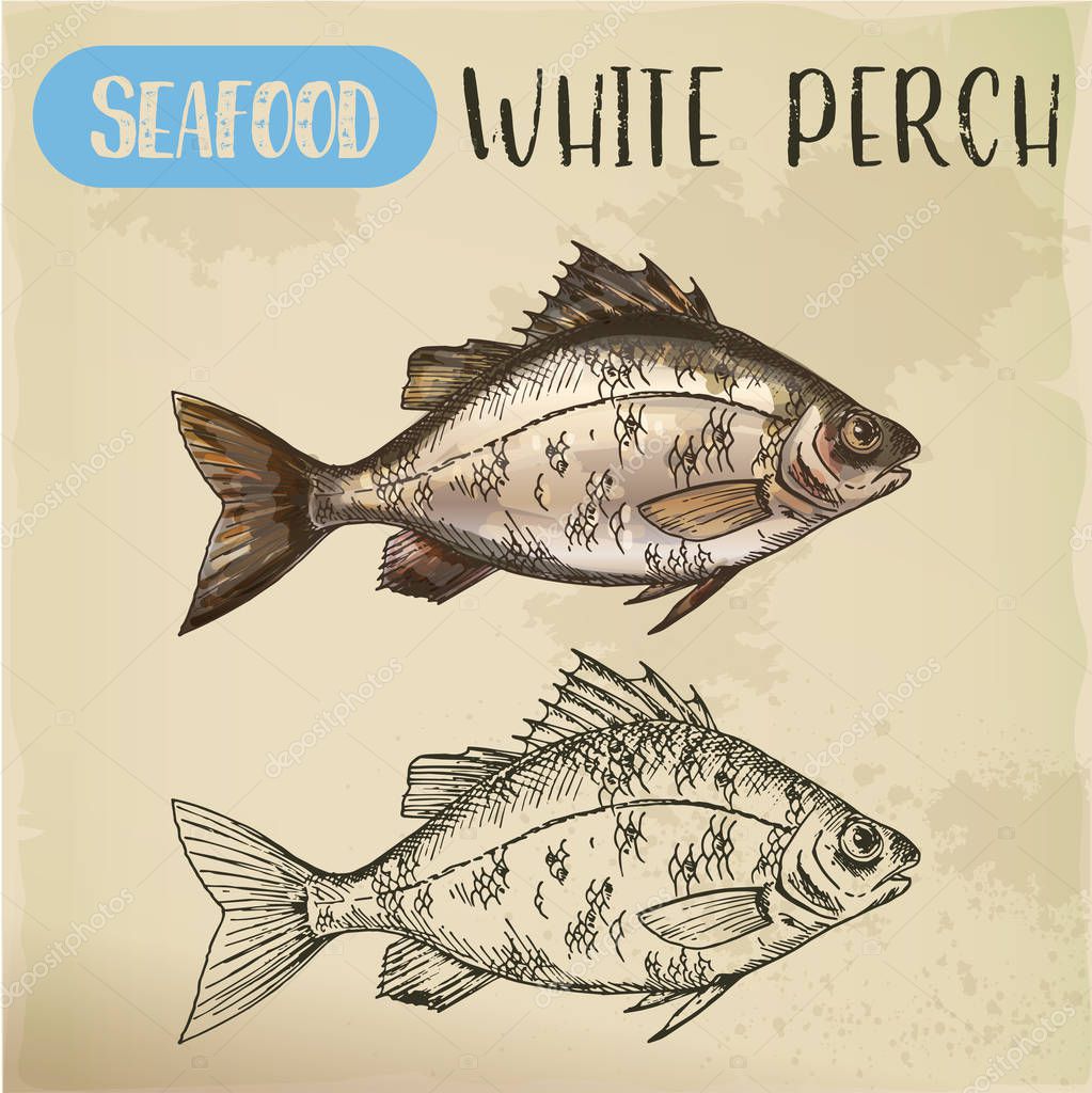 European white perch sketch. Signboard with hand drawn silver bass, crappie, river seafood animal. Perca for sport fishing trophy or restaurant menu. Aquatic fauna and underwater, nautical, fish theme