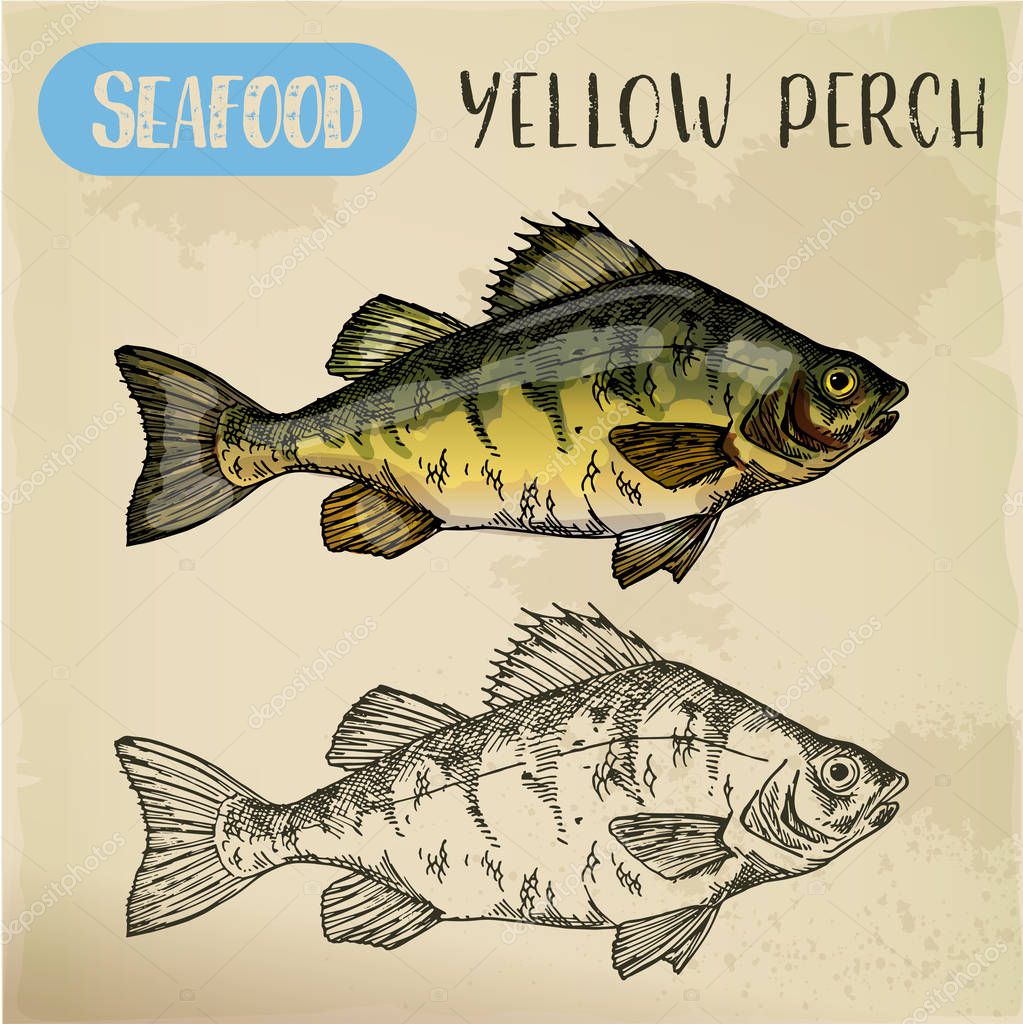 Sketch of yellow perch. Hand drawn european perca for sport fishing trophy or restaurant menu, store or shop signboard. River fish side view. Underwater fauna and maritime, catch and seafood theme