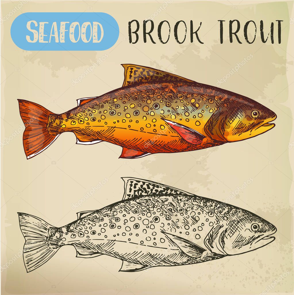Sketch of eastern brook or speckled, charr or mud trout. Hand drawn squaretail. Seafood, fish for market signboard or fishing club sign. Catch and underwater wildlife, nautical and nature theme