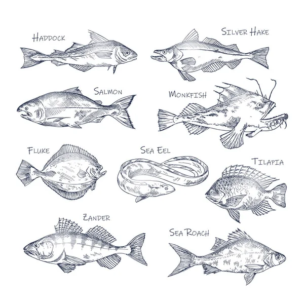 Ensemble de croquis isolés de poissons de rivière et d'océan — Image vectorielle