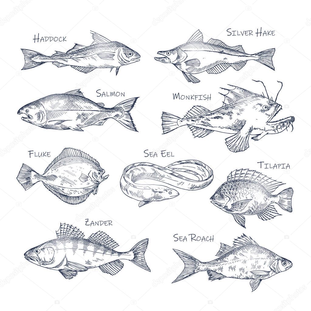 Set of isolated river and ocean fish sketches