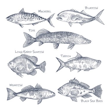 Side view on ocean and sea fish sketch. Fishing clipart