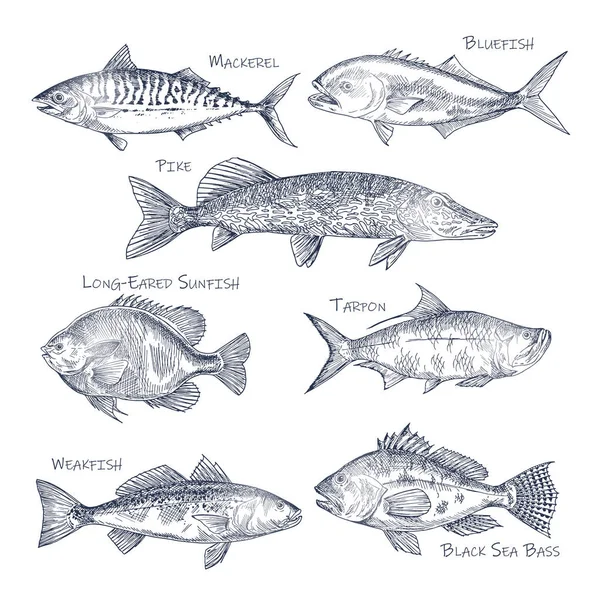 Hand drawn fish. Sketch trout, carp, tuna, herring, flounder, anchovy ...