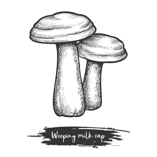 Sketch of autumn mushroom. Weeping milk cap — Stock Vector