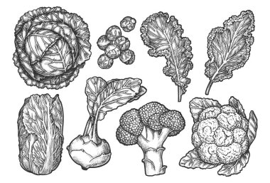 Set of isolated sketches of cabbage types clipart