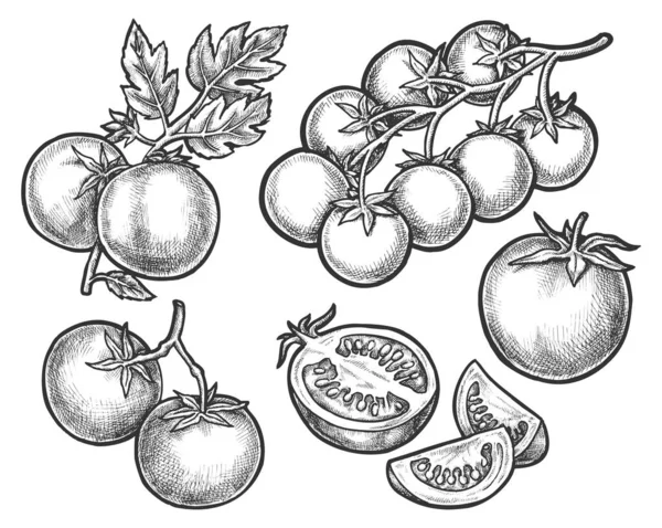 Set tomatenschetsen op tak of stam — Stockvector