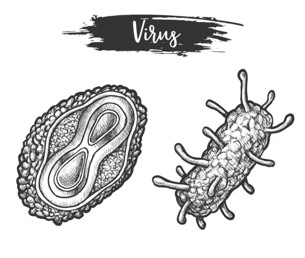 Desenho à mão, esboço de células virais. Esboço de bactérias —  Vetores de Stock