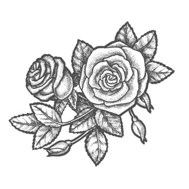 El çizimi romantik çiçek ya da klasik gül