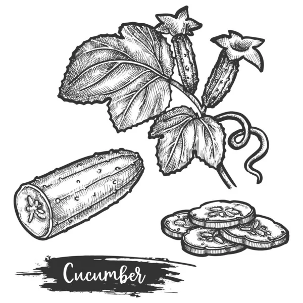 Fiori disegnati a mano di cetriolo, schizzo di cibo — Vettoriale Stock