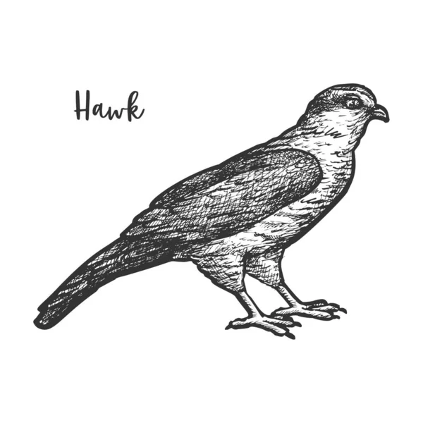 Boceto de ave halcón o halcón dibujado a mano — Vector de stock