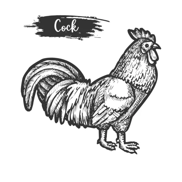 Esbozo de polla. Dibujo vintage de gallo. vector Bantam — Archivo Imágenes Vectoriales