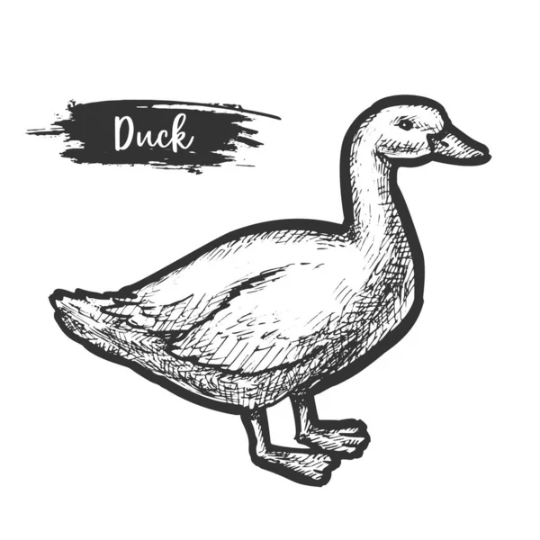 Yerli ördeğin taşıyıcı vintage işareti. Çizim — Stok Vektör