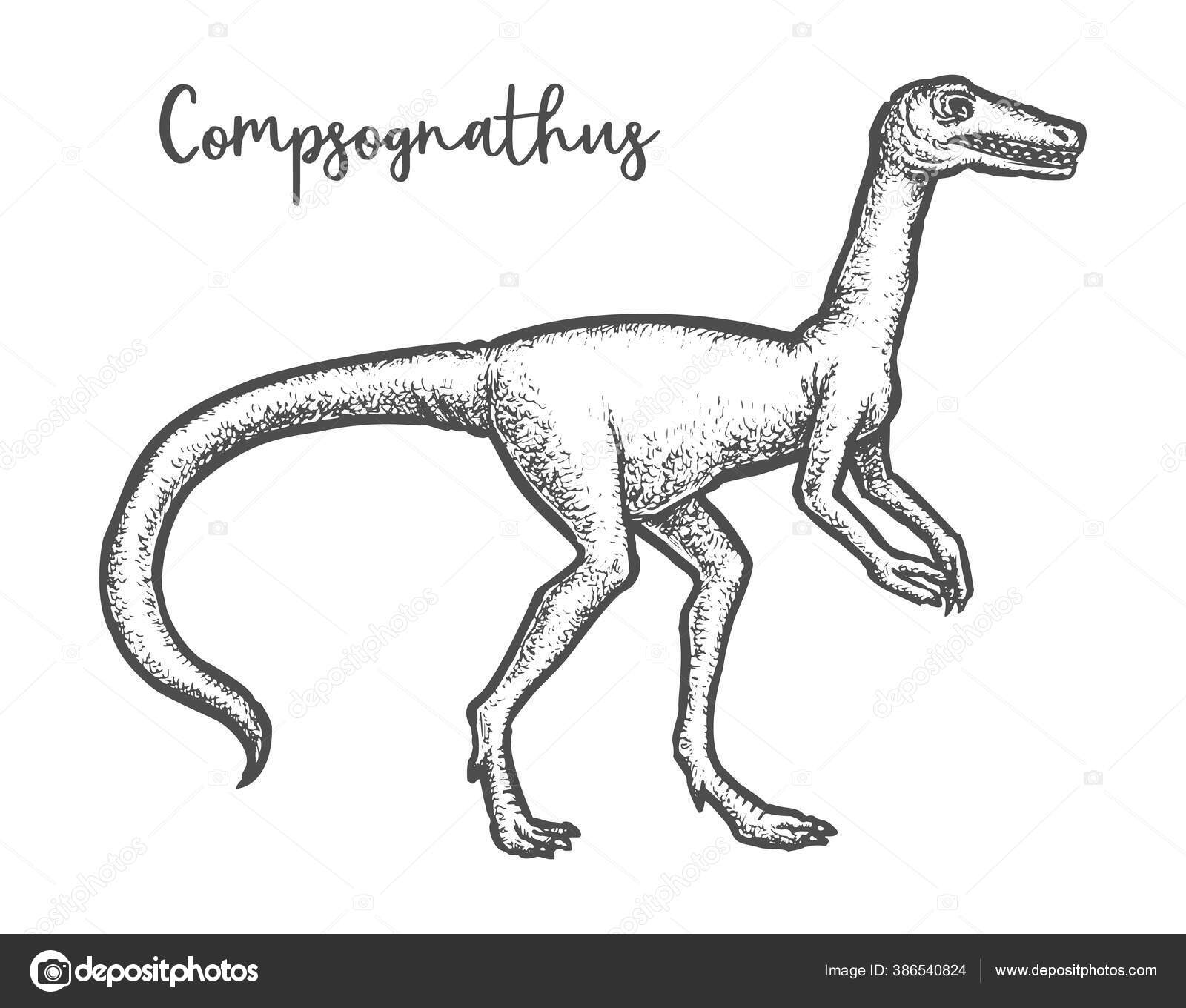 compsognathus images vectorielles vecteurs libres de droits depositphotos coloriage haflinger