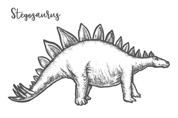 Esboço de dinossauro Stegosaurus ou dino desenhado à mão — Vetor de Stock