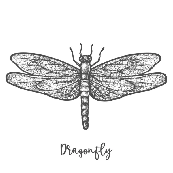 Libélula grabada o vector de boceto de insectos voladores — Vector de stock