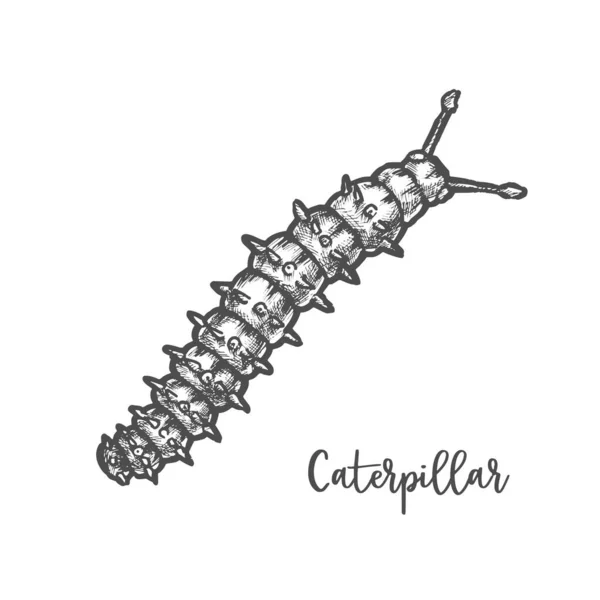 Caterpillar skiss eller vektor tusenfoting insekt illustration — Stock vektor