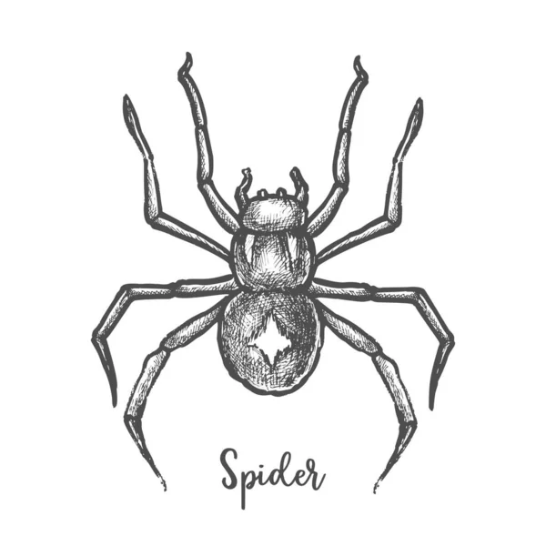 Black widow spider sketch.Hand drawn halloween bug — Stock Vector