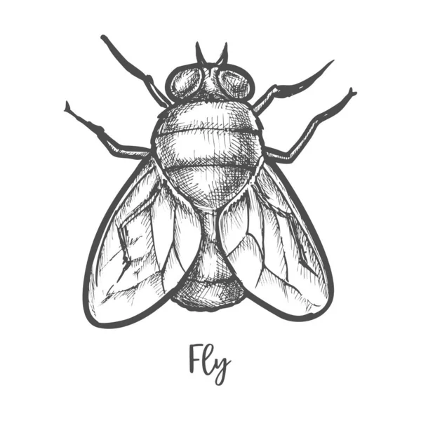 Рисунок мухи-насекомого или бутылки домашней мухи — стоковый вектор