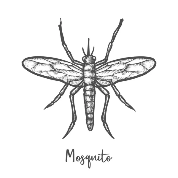 Эскиз малярийных комаров или насекомых — стоковый вектор