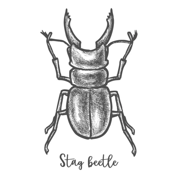 Stag beetle sketch or cervus lucanus illustration — Stock Vector