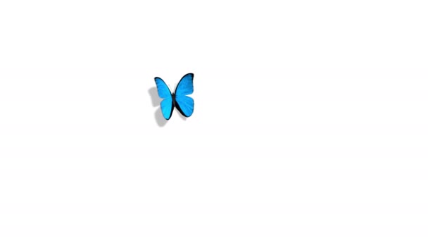 Morpho Menelaosz spártai király kék pillangó repülő egy zöld háttér. Gyönyörű, 3d animációja. 4k