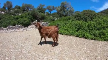 Keçi Yunanistan, Gopro Full Hd