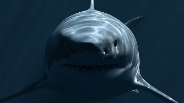 Gran tiburón blanco Megalodon — Vídeos de Stock