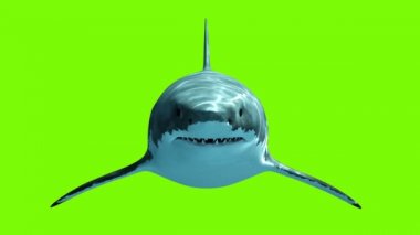 Büyük beyaz köpekbalığı Megalodon yeşil bir arka plan üzerinde