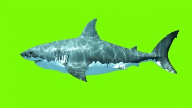 Yeşil bir arka plan üzerinde büyük beyaz köpekbalığı Megalodon. İki sorunsuz ilmekledi 3d animasyon. 4k