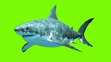 Yeşil bir arka plan üzerinde büyük beyaz köpekbalığı Megalodon. İki sorunsuz ilmekledi 3d animasyon. 4k