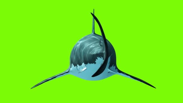 Great White Shark sobre un fondo verde. Vista posterior, dos animaciones en bucle en 3D sin costuras. 4K — Vídeos de Stock