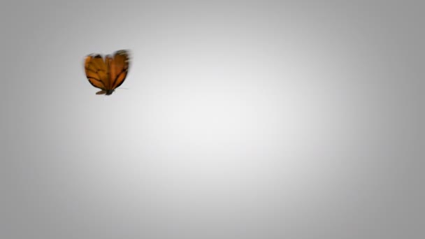 Papillon orange vole sur un fond bleu. Deux belles animations 3D. en 2ème le papillon vole pas si près de la caméra 4K Ultra HD 3840x2160. Cherchez plus d'options dans mon portefeuille — Video