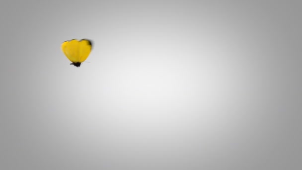 EUREMA Brenda Yellow motýl na modré obrazovce. Dvě krásné 3d animace. 2. motýl letí není tak blízko k fotoaparátu 4k Ultra Hd 3840 x 2160. Hledat další možnosti v mém portfoliu