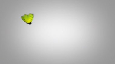Mavi bir arka plan üzerinde yeşil kelebek uçuyor. İki güzel 3d animasyon. 2. kelebek sinekler Ultra Hd 3840 x 2160 kamera 4 k çok yaklaşmayın. Benim portföy daha fazla seçenek için bak