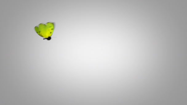 Grüner Schmetterling fliegt auf blauem Hintergrund. zwei schöne 3D-Animationen. in 2. fliegt der Schmetterling nicht so nah an die Kamera 4k ultra hd 3840x2160. Suche nach mehr Optionen in meinem Portfolio — Stockvideo